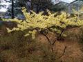 Hamamelis Mollis